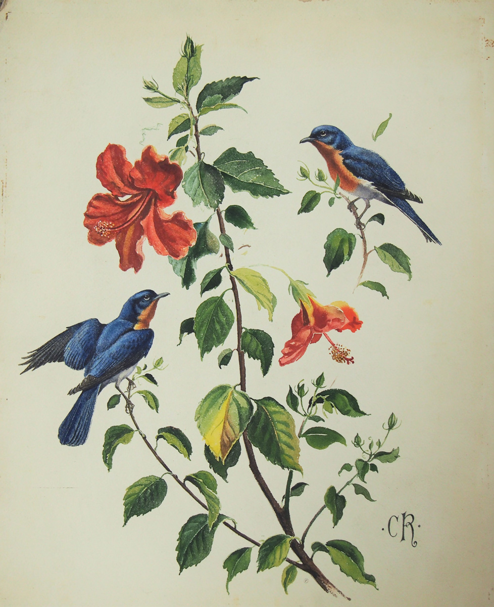 Bluebird (and Hibiscus) Image